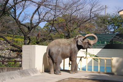 どうぶつえん