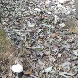 森の小径のサムネイル